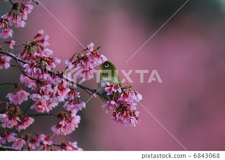 Mejiro和櫻花 6843068