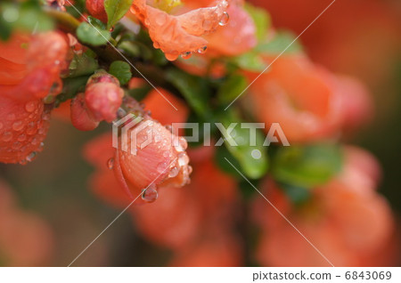 Blurred flowers Blurred flowers 6843069