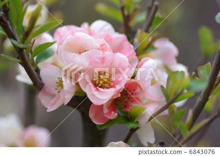 Blurred flowers 6843076
