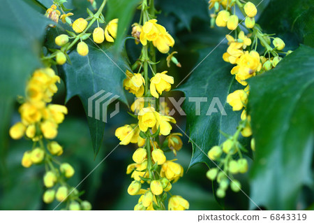 粳稻十大功勞 粳稻十大功勞 6843319