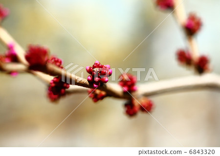 Hanazu Ow的萌芽 6843320