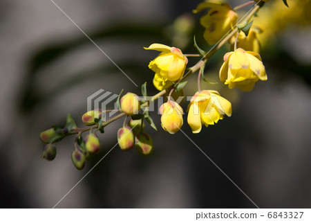 粳稻十大功勞 粳稻十大功勞 6843327