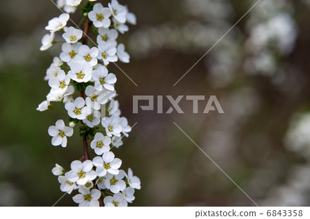 Yukiyanagi Yukiyanagi 6843358