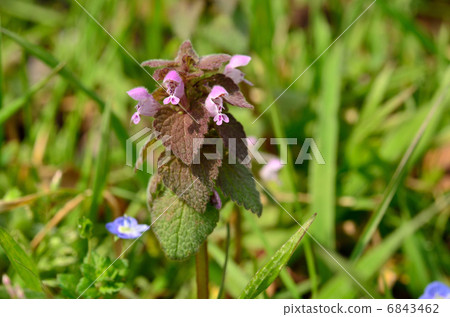 Plants · Labiataeae family 6843462