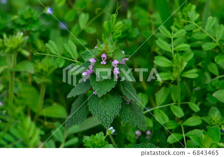 Plants · Labiataeae family Plants · Labiataeae family 6843465