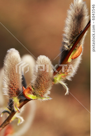 Feline Willi 6843546