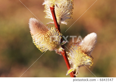 Feline Willi 6843547