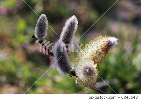 Feline Willi 6843548