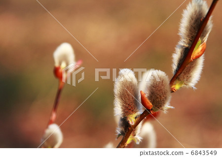 Feline Willi 6843549