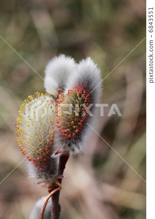 Feline Willi 6843551