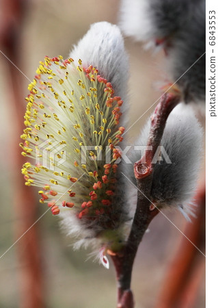 Feline Willi 6843553