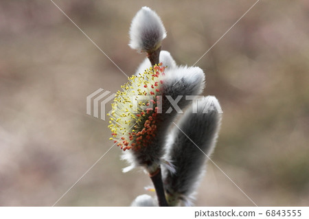 Feline Willi 6843555