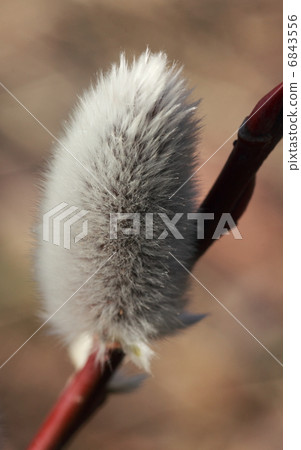 Feline Willi 6843556