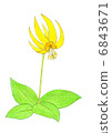 Katakuri Flowers Yellow flower 6843671