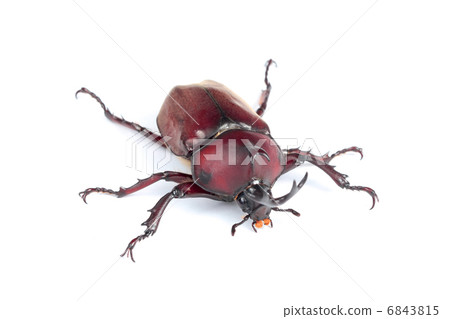 Beetle 6843815