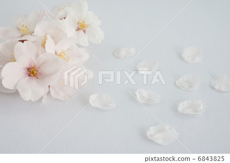 櫻花(染井吉野) 櫻花(染井吉野) 6843825