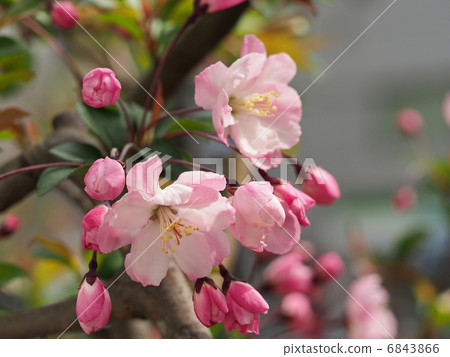 Flower of Hanakaido 6843866