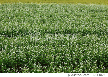Soba flower Soba flower 6843878