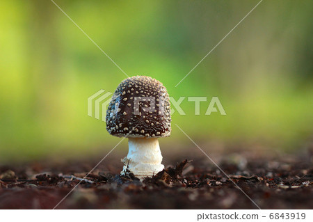 Tenutake Tenutake 6843919