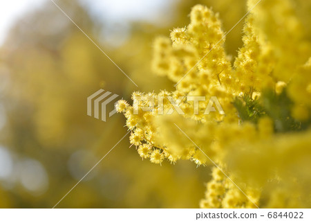 Mimosa Mimosa 6844022