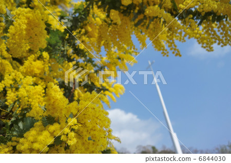 Mimosa 6844030