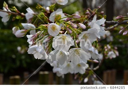 Sasabezakura 6844285