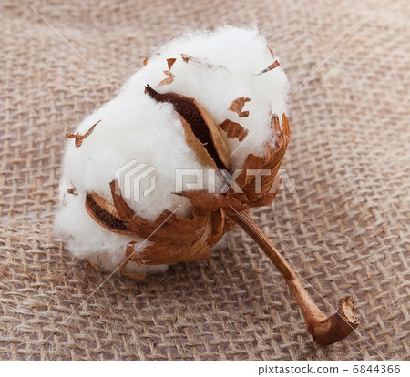 Cotton ball on sack 6844366