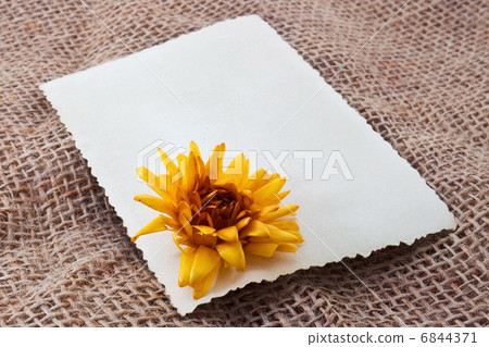 Blank card with flower Blank card with flower 6844371