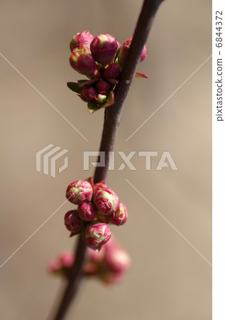 Bud morph Bud morph 6844372