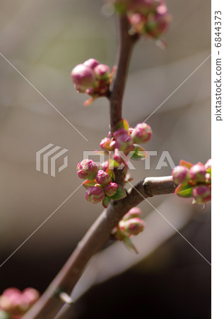 Bud morph Bud morph 6844373