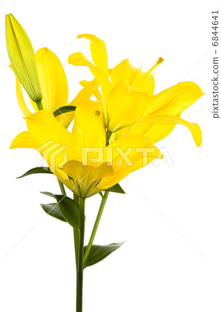 yellow lily 6844641