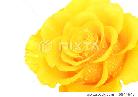yellow flower yellow flower 6844645
