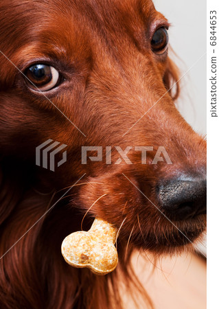 setter with a tasty bone setter with a tasty bone 6844653