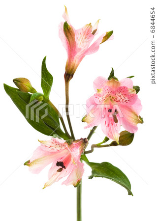 pink alstroemeria pink alstroemeria 6844654