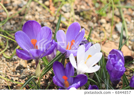 Crocus flower 6844857