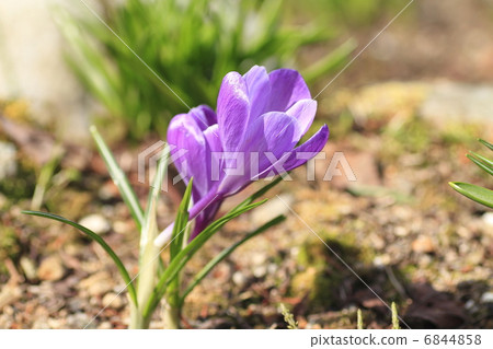 Crocus flower 6844858