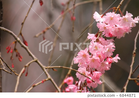 雙脊 雙脊 6844871