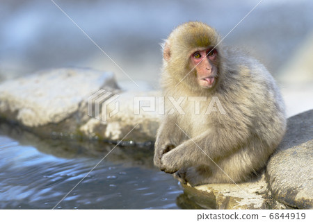 雪猴 雪猴 6844919