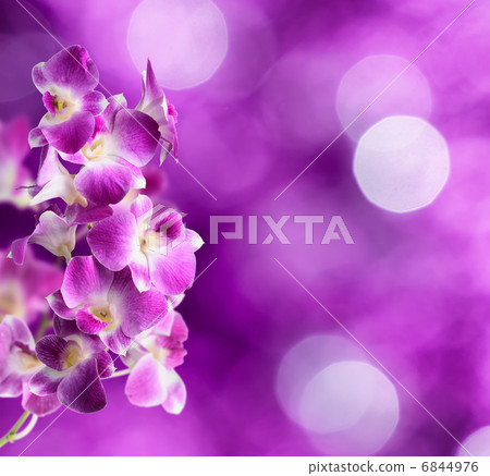 Purple and white orchid flowers on purple background 6844976