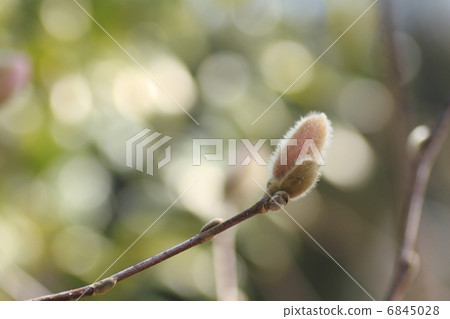 蜘蛛臭蟲的芽 6845028