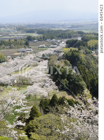 Cherry blossoms at Chishimaoka Park 6845423