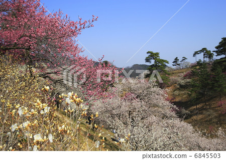 Yoshino Umezo 6845503