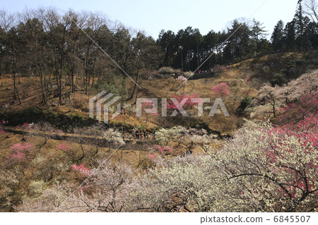 Yoshino Umezo 6845507