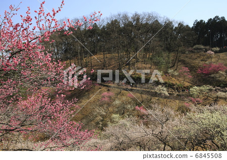 Yoshino Umezo 6845508