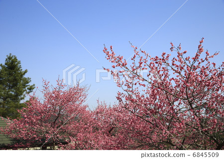 Yoshino Umezo 6845509