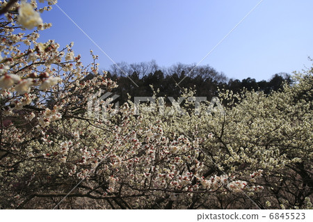 Yoshino Umezo 6845523