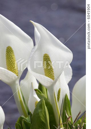 Norikura Heights的Mizubasha·Ichinose-sen Norikura Heights的Mizubasha·Ichinose-sen 6845904