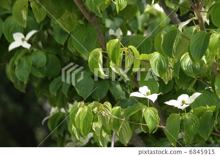 图库照片 日本开花山茱萸 花朵 花卉