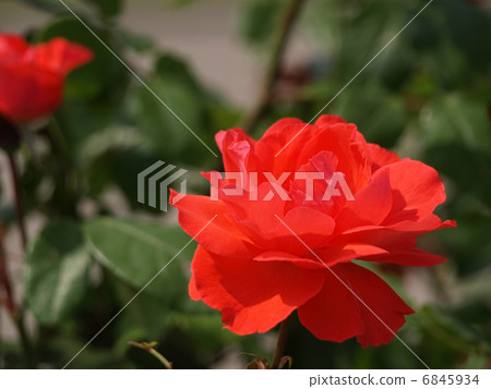 女王伊麗莎白 6845934