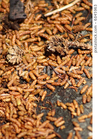 Cedar pollen allergens · Cedar male flowers and female flowers spread overnight in the wind and vertical position up Cedar pollen allergens · Cedar male flowers and female flowers spread overnight in the wind and vertical position up 6845963